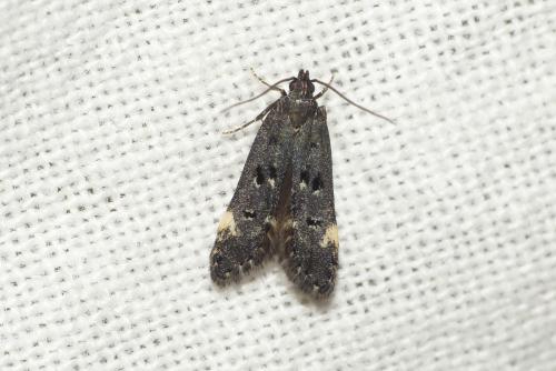Dichomeris alacella